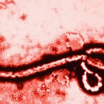 ebola_virus